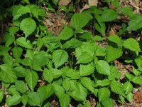 Wood Nettle2  Wood Nettle and Stinging Nettle (Urtica) Edible young leaves. Tea of dried leaves for antihistamine.